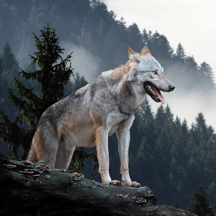 majestätisch blickender weiß grauer Wolf auf dem Vorsprung eines Berges und schaut in das Tal
